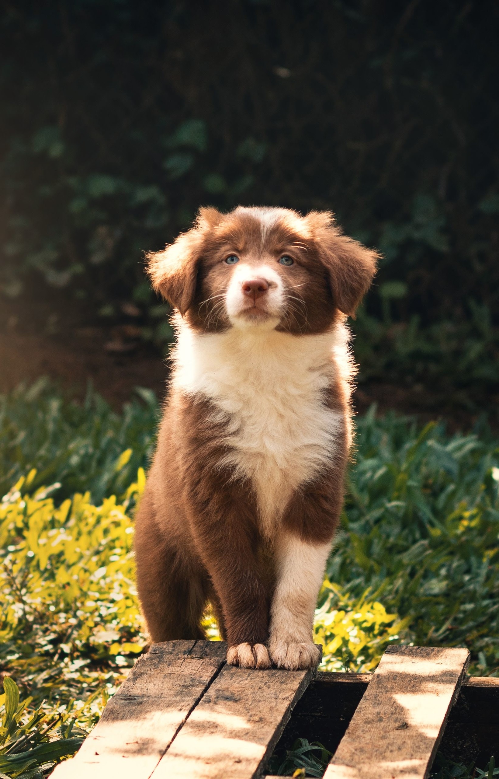 Cachorro hospedado na MANU Nazário Pets