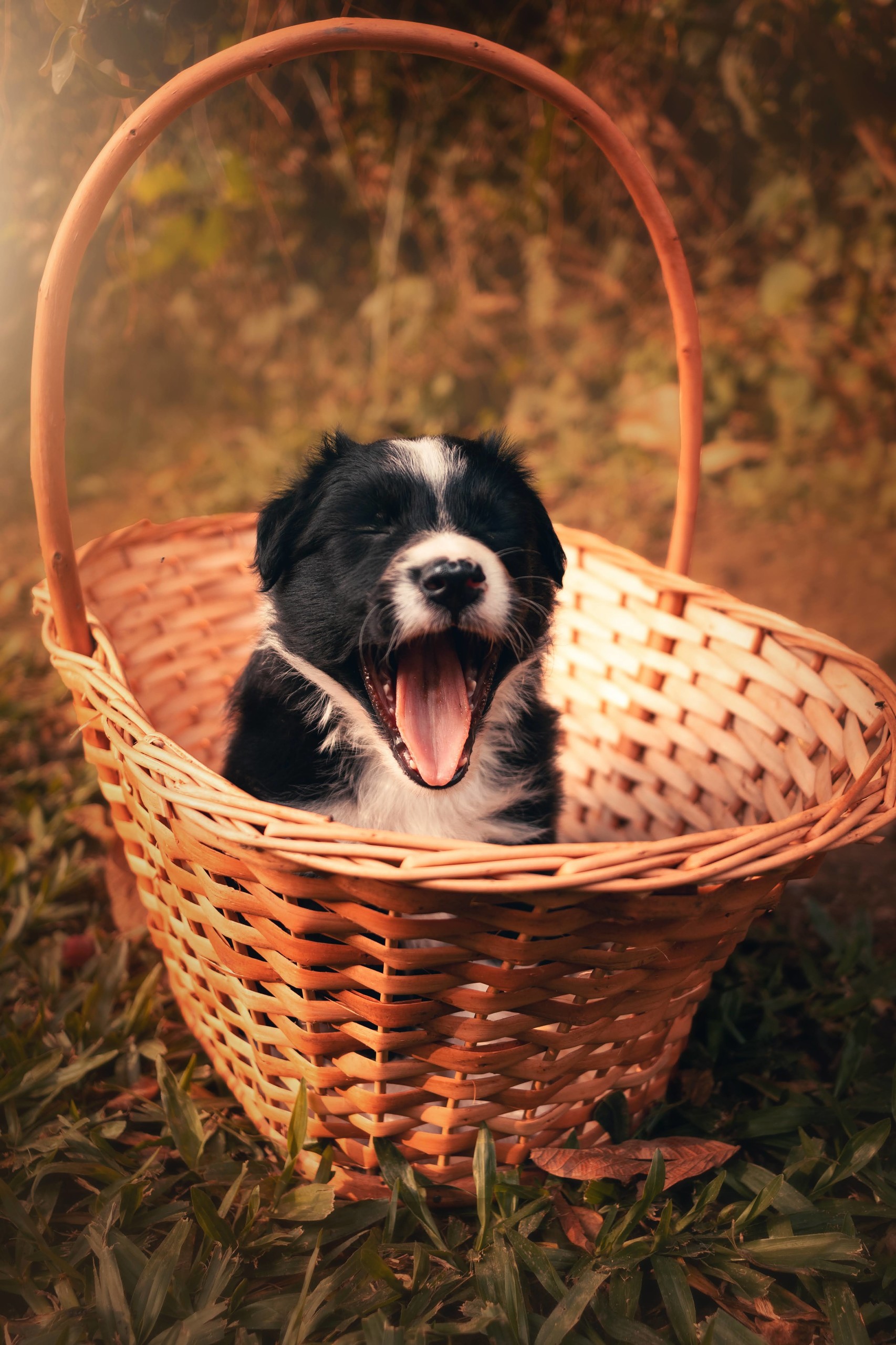Cachorro sendo apresentado ao ambiente